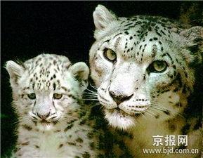 野生雪豹资料