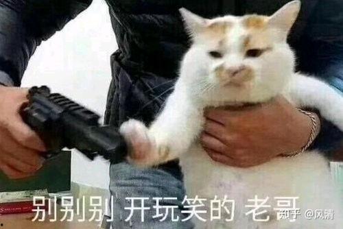 脸红小猫表情包原形,萌动心灵的治愈系萌宠